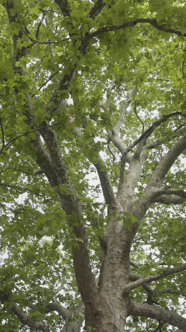 Large Tree with Lush Green Leaves