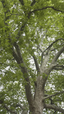 large tree with lush green leaves