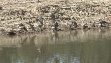 Swallows-gathering-mud-at-a-restored-wetlands-at-the-Ojai-Meadow-Preserve-in-Ojai-California