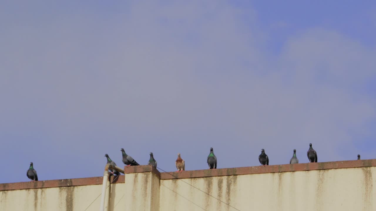 Pigeons Perched on a Rooftop