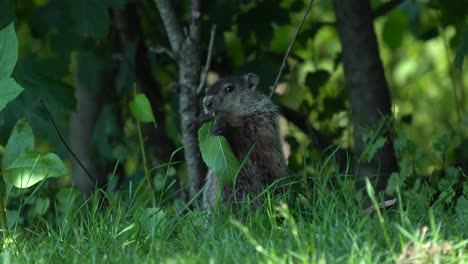 A-groundhog-eating-leaves-under-the-shade-tree-in-the-grass