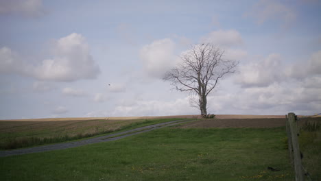 a static extreme wide shot of a crow leaving a dead tree standing in the middle of a green field