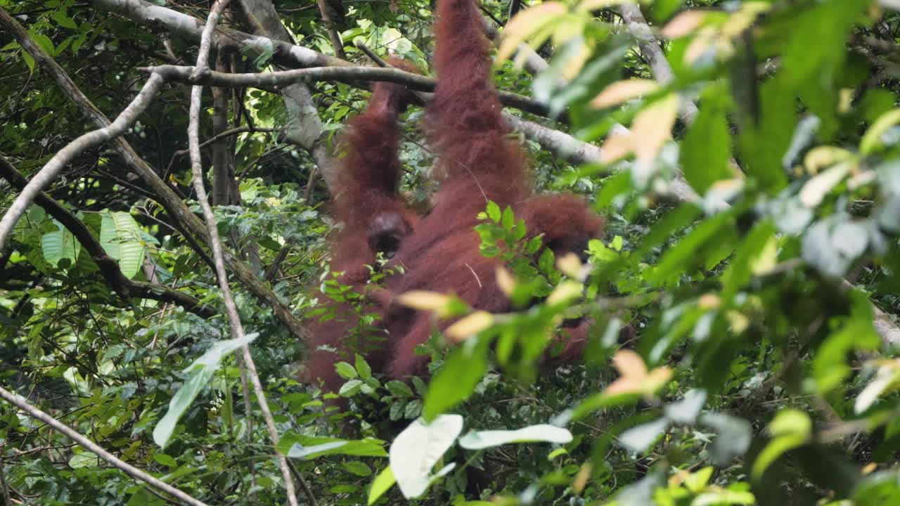 Endonezya, Sumatra'daki Bukit Lawang'da bir ağaçta asılı duran vahşi orangutan anne ve yavrusunun ağır çekim görüntüsü.