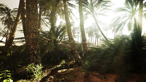 the palms oasis trail is one of many popular hikes in national park