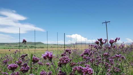 flores altas de bígaro púrpura que se balancean lentamente y se mueven mientras el viento sopla de lado a lado, escena natural muy tranquila y pacífica