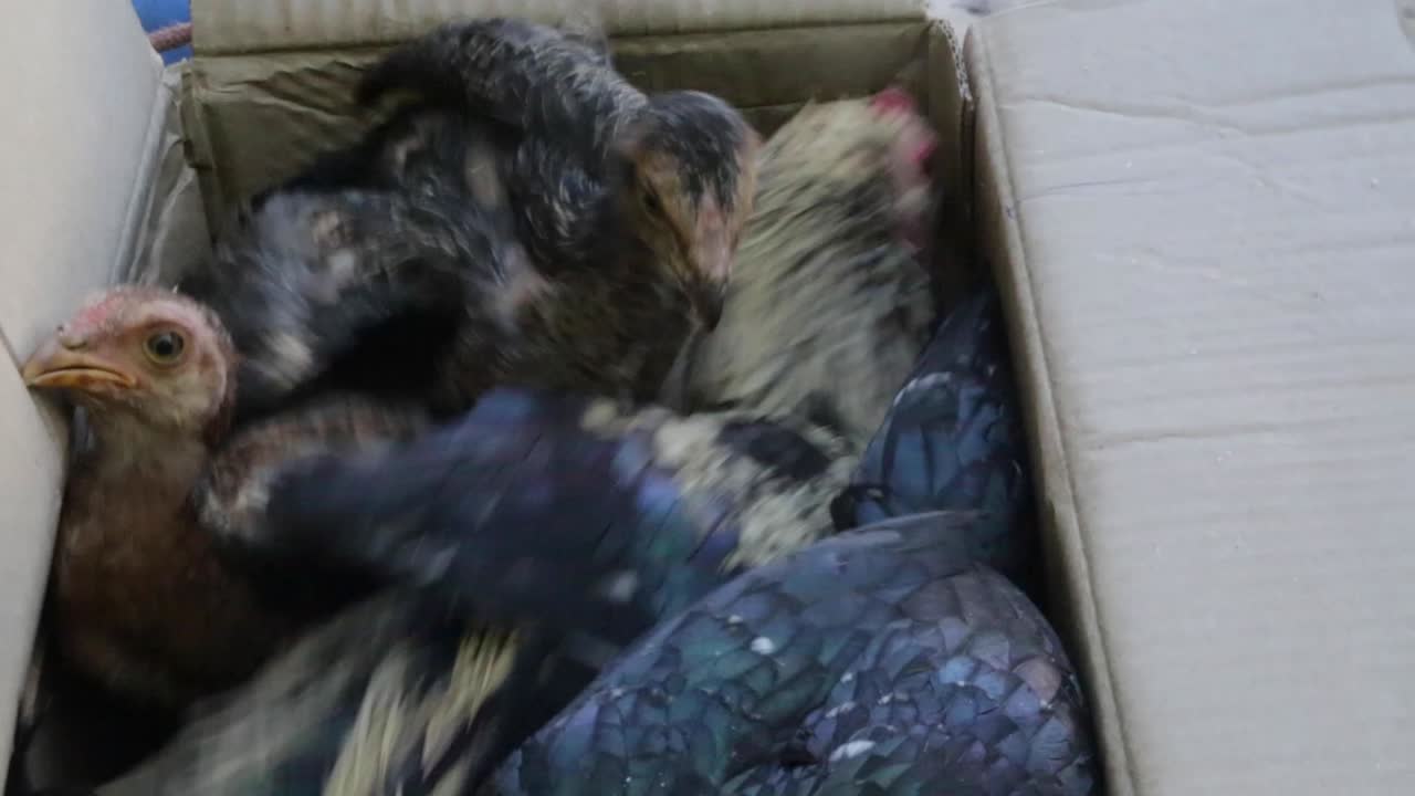 Chicken sold at a street market in Minas Gerais, Brazil