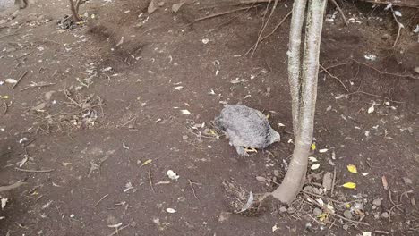 mirando hacia abajo el pollo orgánico salvaje en una granja de campo libre