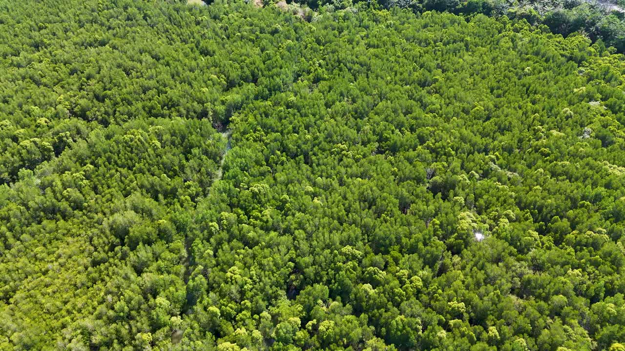 드론 영상은 태국 가의 울창한 맹그로브 숲과 주변 플랜테이션을 포착하여 활기찬 초록색과 자연 풍경을 보여줍니다.