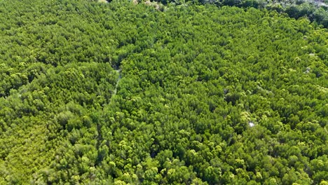 las imágenes de drones capturan los exuberantes bosques de manglares y las plantaciones circundantes en phang nga, tailandia, mostrando una vegetación vibrante y paisajes naturales
