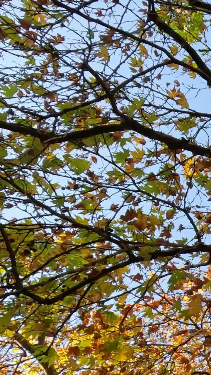 hojas doradas en los árboles durante el otoño en melbourne