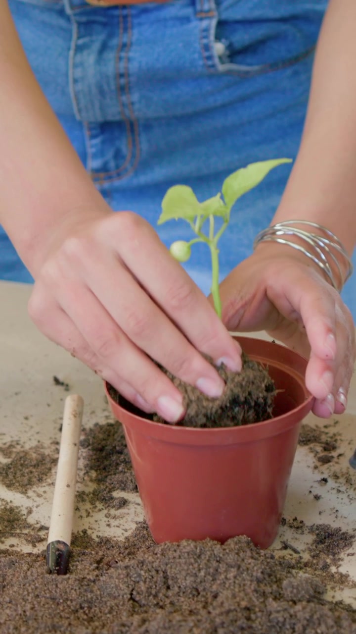 Video vertical: Mujer de verde, con las manos sobre la maceta, echando tierra en una maceta roja y asentando la plántula.