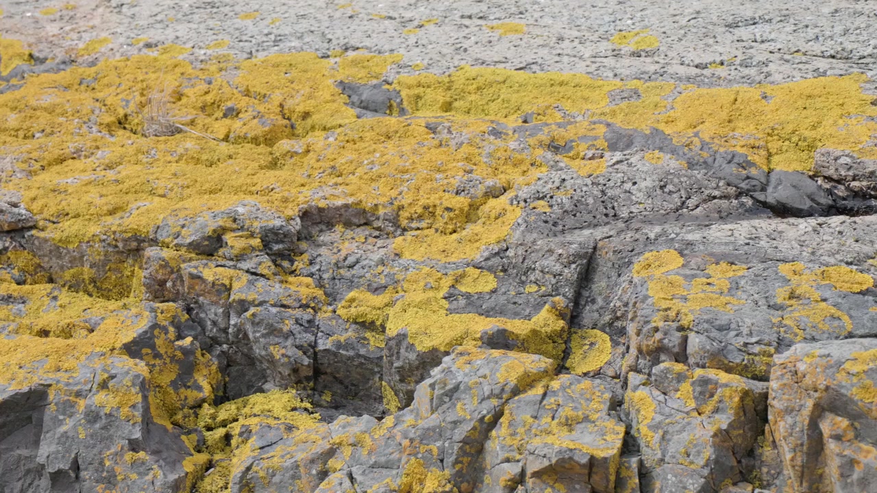 Lichene vibrante giallo-dorato che cresce estesamente su rocce vulcaniche ruvide grigio scuro. Macchie di lichene crostoso e folioso creano un forte contrasto contro la superficie della pietra.