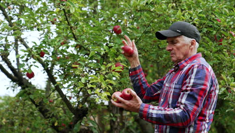 senior caucasian man picks red apples from a tree. farmer picks few fruit and shows them to camera.