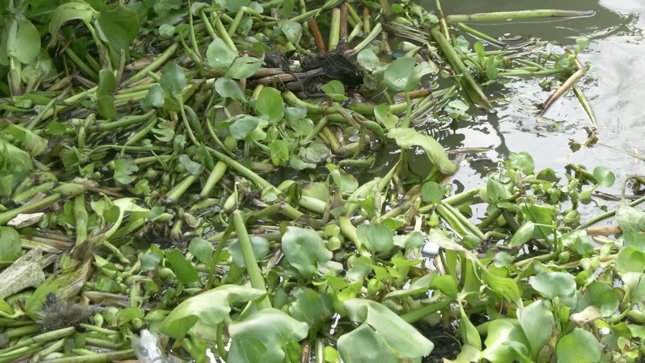 Efforts to clean up invasive water hyacinth in a local pond highlight environmental challenges.