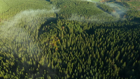 Misty-Clouds-Over-Dense-Thicket-During-Sunrise-Near-Sommerain,-Houffalize,-Belgium