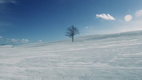 a lone tree in the middle of an open field in hokkaido japan