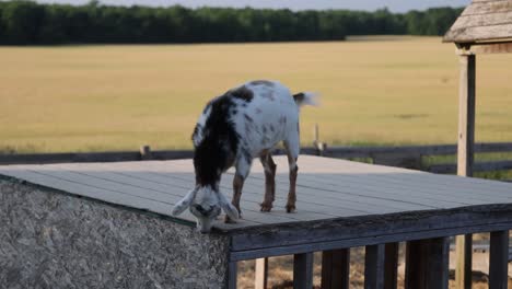 Goat-on-top-of-a-box-on-a-farm-in-Williamston,-Michigan-medium-shot