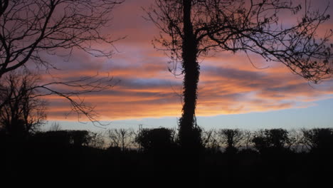 silhouette tilt up shot of beautiful colorful clouds at sunset, with a gentle wind blowing through the trees