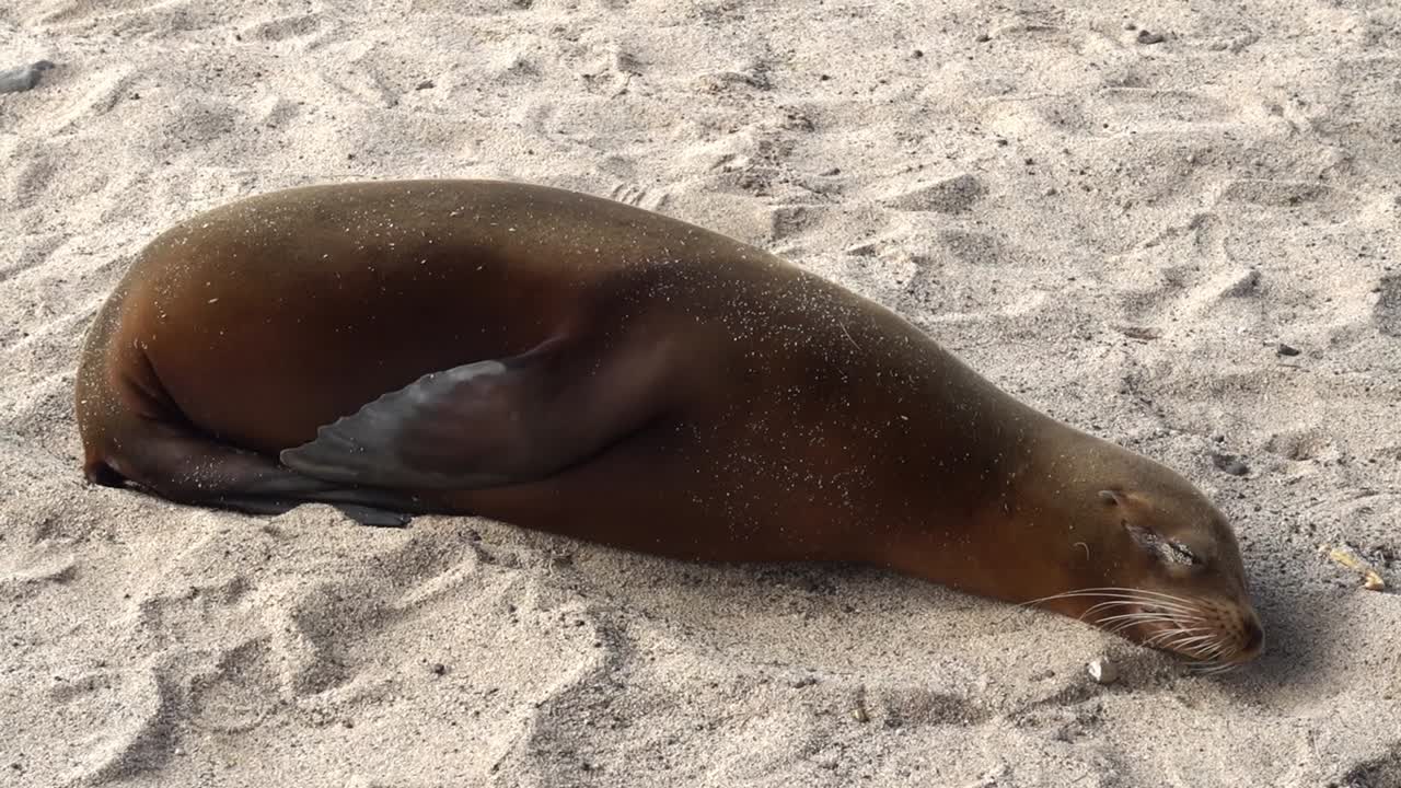 A sealion sleeps on the sandy beach at Galapagos islands