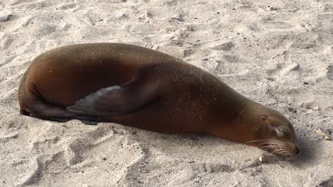 a sealion sleeps on the sandy beach at galapagos islands