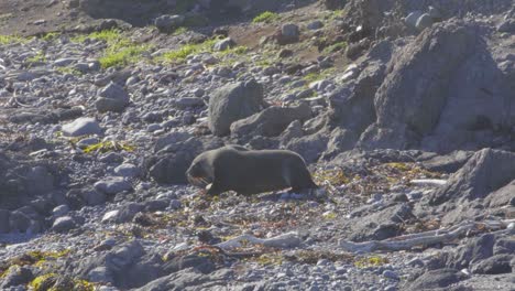 un lobo marino caminando por una playa rocosa hacia una gran roca