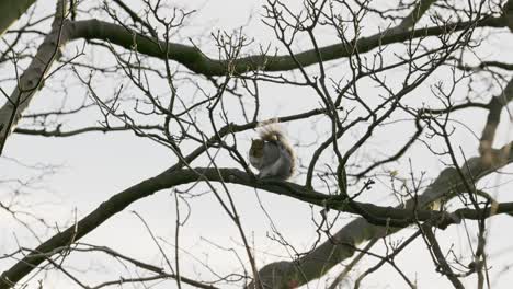 wild grey squirrel sitting high up in a sycamore tree