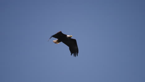 An-Eagle-flying-in-British-Columbia-Canada-over-the-ocean-looking-for-fish