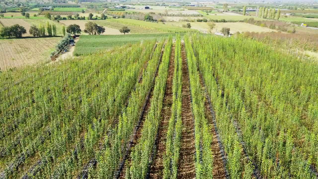 toma aérea de drones de árboles frutales jóvenes plantados en el campo por turnos