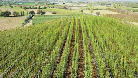 toma aérea de drones de árboles frutales jóvenes plantados en el campo por turnos