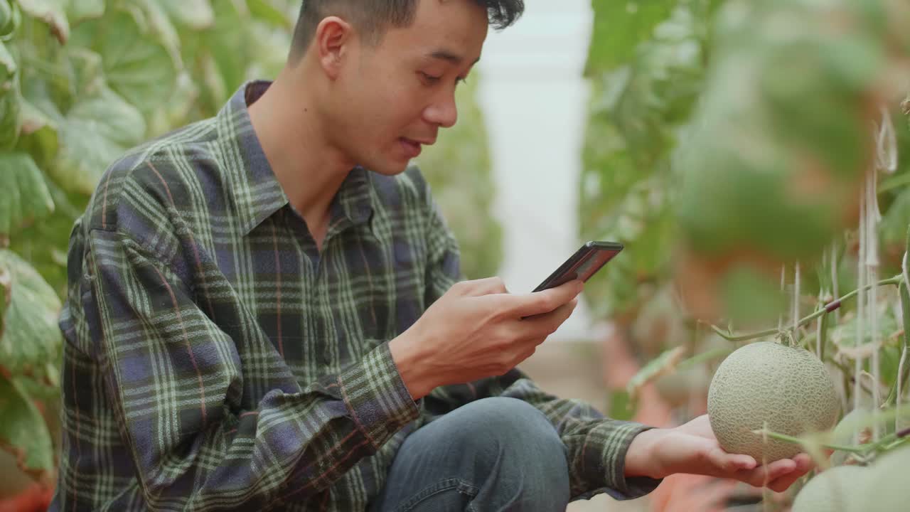 Asian Farmer Use Mobile Phone Taking Photo Of Melon In Greenhouse Melon Farm, Using A Smartphone To Sell Organic Net Melon Fruit By Online Marketing