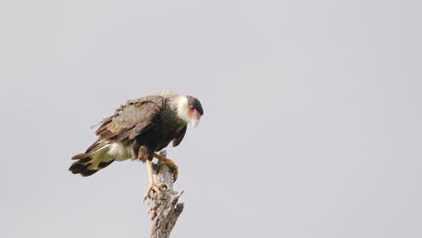 Smart-crested-caracara,-caracara-plancus-looking-straight-down-while-perching-up-high-on-the-deadwood,-focusing-on-the-distance,-patiently-waiting-for-potential-preys-against-clear-sky-background