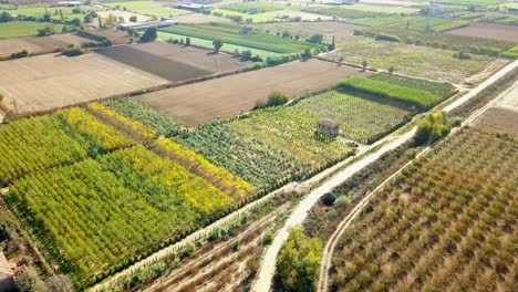 drone aerial shooting of the fields where fruit tree saplings and ornamental plants are planted
