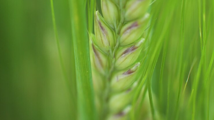 Green ripe stalk of fresh natural barley grain in countryside farm land on sunny day, extreme close up selective focus pan down