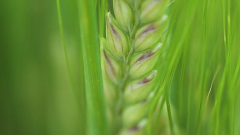 tallo verde maduro de grano de cebada natural fresco en tierras de cultivo en el campo en un día soleado, enfoque selectivo de primer plano extremo hacia abajo