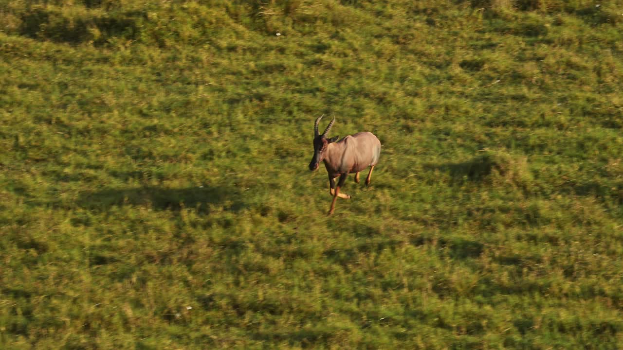 cámara lenta de la vida silvestre de animales africanos toma de topi corriendo en masai mara en áfrica, kenia paseo en globo de aire caliente vista de vuelo volando sobre masai mara, experiencia de viaje de safari única desde arriba