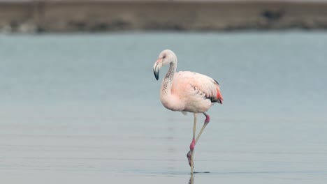 un flamenco chileno caminando sobre aguas poco profundas en el lago mar chiquita, córdoba, argentina