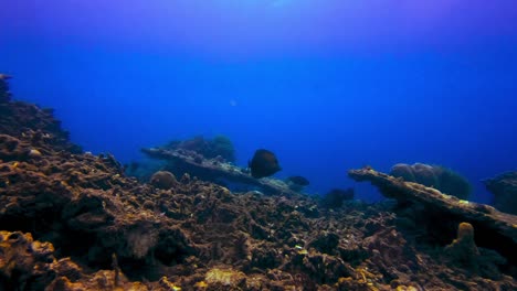 peces tropicales nadan en el lecho marino de coral muerto, colorido estático bajo el agua
