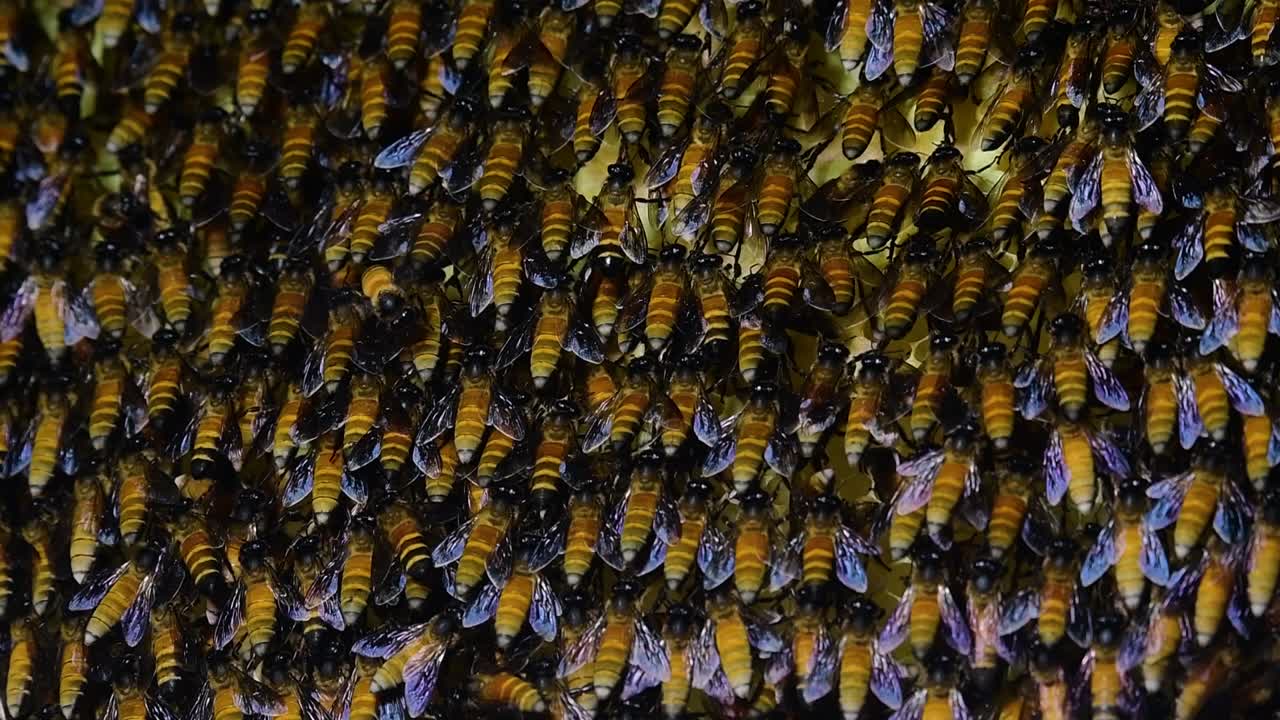se sabe que las abejas melíferas gigantes construyen grandes colonias de nidos con bolsillos simétricos hechos de cera para almacenar miel como fuente de alimento.