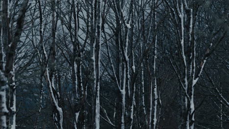 snowy trees in forest on cold winter's day