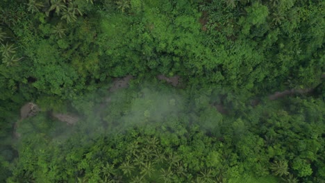 exuberante selva tropical primigenia verde con río en el valle, antena de arriba hacia abajo
