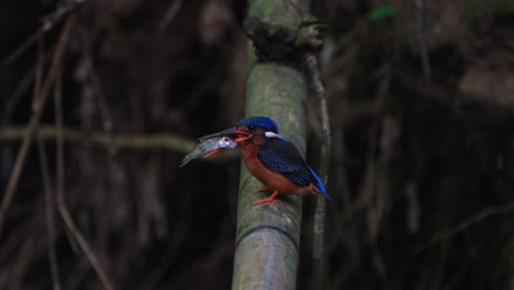 a female with a fish in the mouthy facing to the left slamming the fish on the bamboo