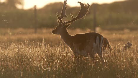 Verträumte-Hintergrundbeleuchtete-Sonnenuntergangaufnahme-Des-Grasenden-Europäischen-Damhirschbocks-Im-Grasland