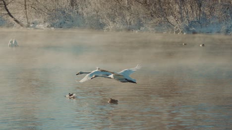 swans taking flight in a wintery landscape