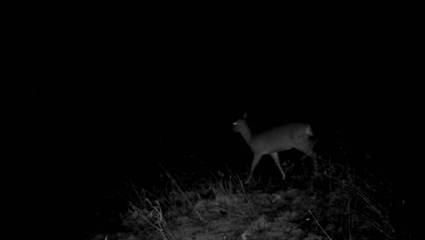 night vision footage of a doe looking around