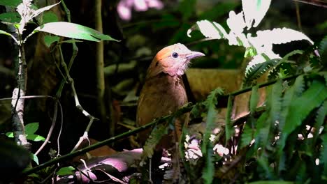 La-Pitta-De-Nuca-Oxidada-Es-Un-Ave-Confiada-Que-Se-Encuentra-En-Hábitats-De-Bosques-Montañosos-De-Gran-Altura,-Hay-Muchos-Lugares-En-Tailandia-Para-Encontrar-Esta-Ave