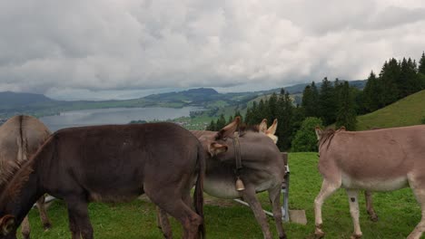 a group of donkeys interacting on a green hillside pasture above a swiss lake, with trees and distant villages under cloudy skies