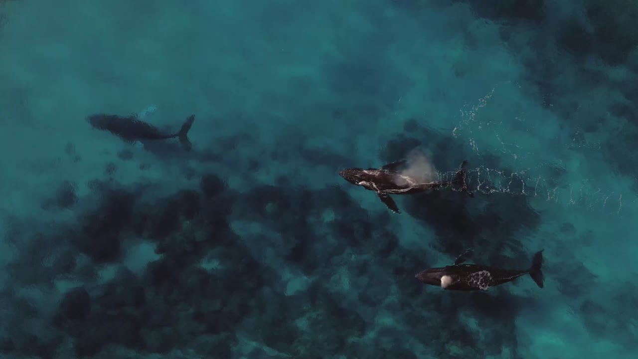 Whales pod migration in crystal clear warm tropical water, aerial