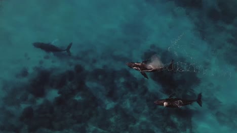 Whales-pod-migration-in-crystal-clear-warm-tropical-water,-aerial