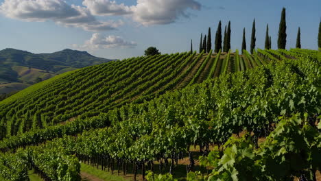 picturesque vineyard landscape