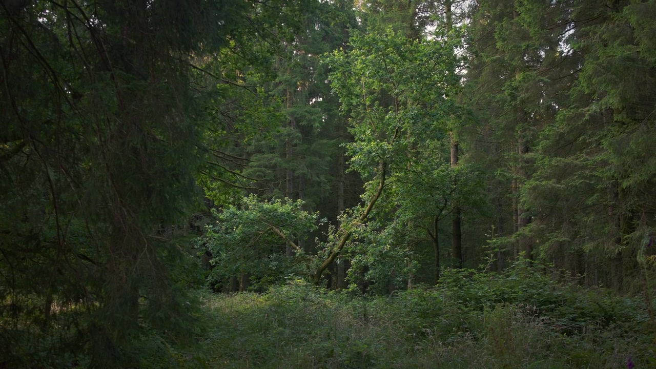 Alberi misti ombreggiati e piante del sottobosco in una foresta tranquilla. Inquadratura statica 4K di alberi verdi misti e fitto sottobosco nella foresta